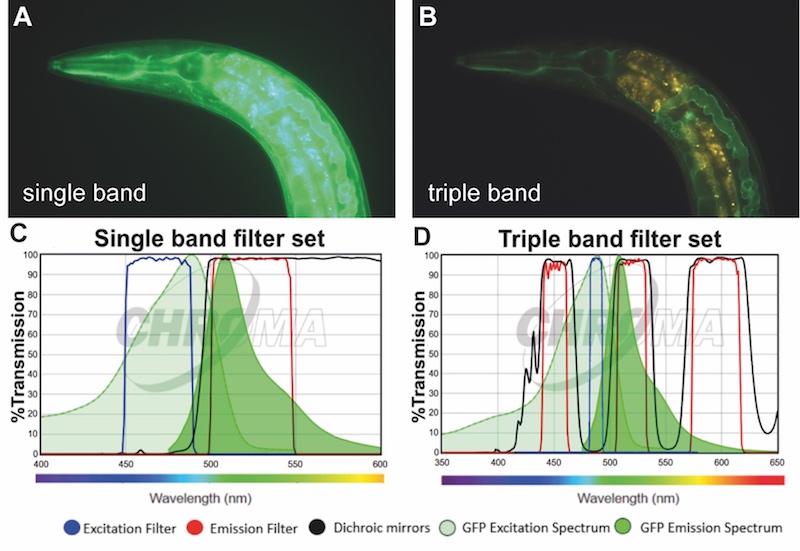 AutoFluorFIG 4: Imagine using the triple band filter set